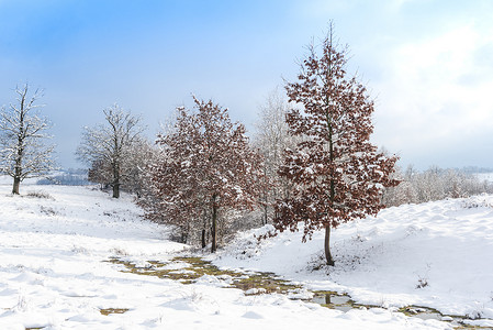 雪顶摄影照片_冬季场景与结霜的树木在雪顶土地上