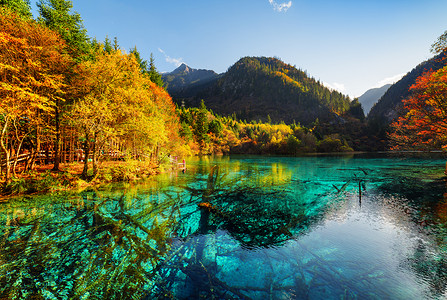 戴五彩绳摄影照片_在九寨沟 (九寨沟国家公园) 的秋天森林中, 五朵湖 (五彩湖泊) 的美景。浸没的树干在湛蓝的水中可见.
