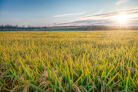罗梅利纳农村地区（位于意大利北部伦巴第和皮埃蒙特之间）一片稻田的夏日落山全景；它以种植水稻而闻名。彩色图像.