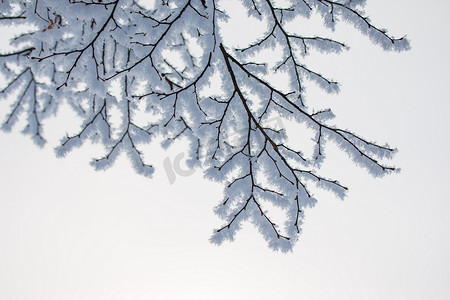 美丽的冬季景观：奥地利一月的冰霜树。坡