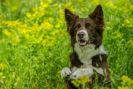 summer水纹摄影照片_Portrait of cute brown and white border collie dog with curious look sitting and posing in tall green grass, paws up, summer day in nature, blurry yellow green background
