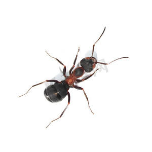 蚂蚁怪物摄影照片_白色背景 (蚁) 红色木蚂蚁、 南木蚂蚁或马蚂蚁上孤立的红蚂蚁