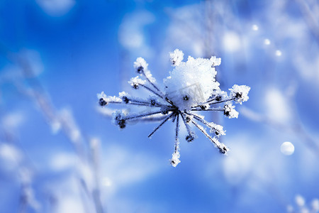 冬天在有模糊背景的干树枝上下雪