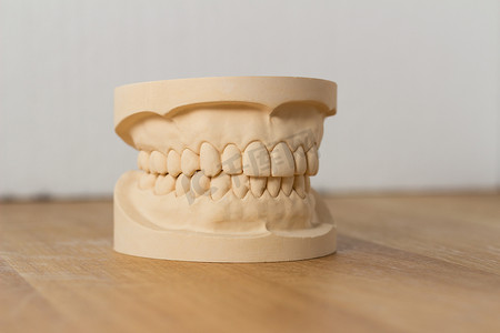 显示一套完整的牙齿的牙模