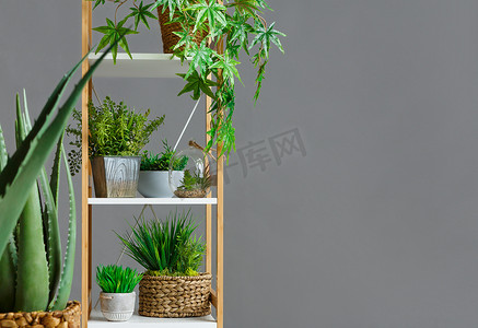 木制书架与各种各样的植物在墙壁上