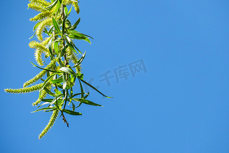树花摄影照片_天空背景上的柳树花