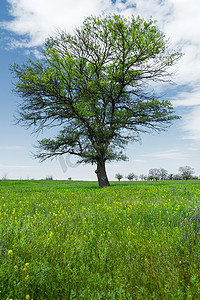 春天的风景, 孤独的绿橡树在一片翠绿的草地上, 衬托着蓝天的阳光和白云的背景。生态学的概念