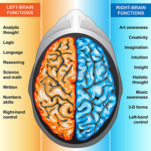 人类大脑左、 右的职能