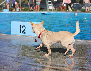 可爱的狗在公共游泳池游泳 