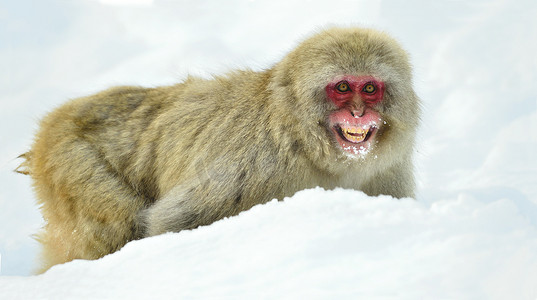 雪猴在雪地上。冬天的季节。日本猕猴 (科学名字: 猕猴 fuscata), 也被称为雪猴.