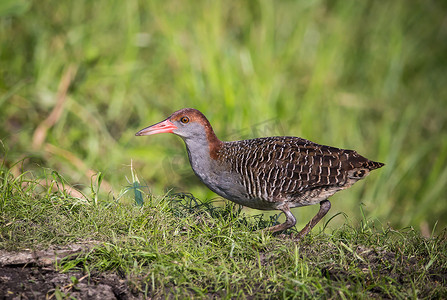 板块-扣轨 (Gallirallus striatus )