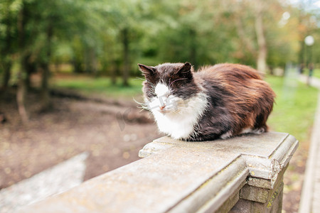 黑白动物摄影照片_黑白相间的街头猫 猫漫步，坐在公园的人行道上。 无家可归的动物问题的概念