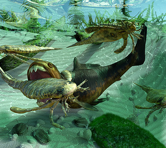 三叶虫摄影照片_生活在史前泥盆纪时期海 (4 亿 1920 万年