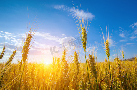色彩斑斓的成熟，金黄色的田野，日落时的黄色小麦。夏天的谷物收获.