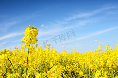 美丽神话摄影照片_神话般美丽黄色油菜花，背景为蓝色 s