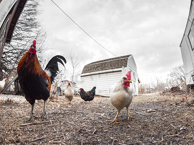 农场视图的自由范围鸡, 包括橙色和黑色雄性公鸡和白母鸡站在草地上与谷仓或鸡舍的背景与死草和多云的天空以上.