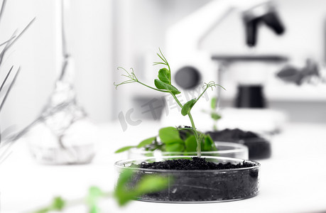 转基因的植物在皮氏培养皿中测试。生态实验室