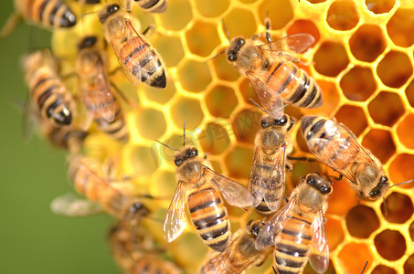 蜂房蜂窝上的勤劳蜜蜂