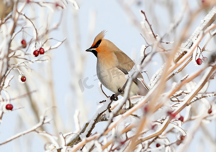 连雀摄影照片_关闭照片的连雀坐在一个下雪的树枝与浆果