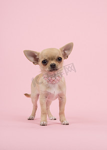 粉红可爱摄影照片_戴珍珠项链站着粉红的底色上的可爱的吉娃娃小狗