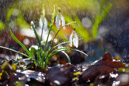 白雪公主（Galanthus），阳光下有雨。温暖的港湾象征着春天的到来.