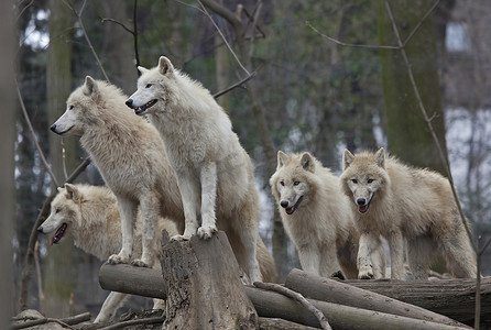 北极狼摄影照片_游牧部落的北极狼