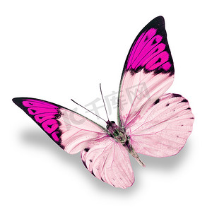 蝴蝶粉色背景摄影照片_白色和粉色蝴蝶