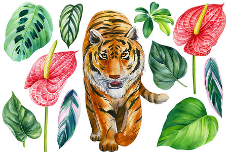 手绘缤纷摄影照片_水彩缤纷的热带气候，有老虎，棕榈叶，兰花，手绘图解