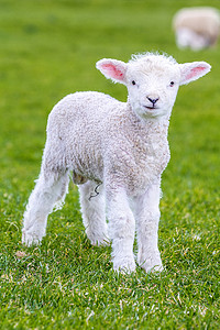 可爱的小摄影照片_小可爱的小羊在农场的草地上玩耍