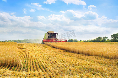 联合收割机收获成熟的小麦。裂耳