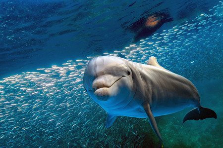 你看摄影照片_水下海豚在蓝色的海洋背景