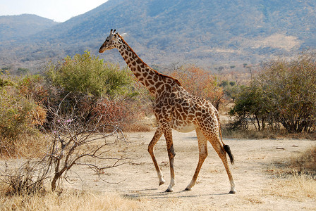 在坦桑尼亚-非洲-长颈鹿野生动物园的一天