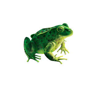 绿色的青蛙有斑点，斑点的蟾蜍，孤立的白色衬底上