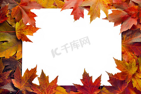 秋天枫叶树叶边框