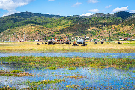 纳帕海摄影照片_云南香格里拉的纳帕海湖草原在阳光明媚的日子里，拥有3.270亿头牲畜的高自然保护区