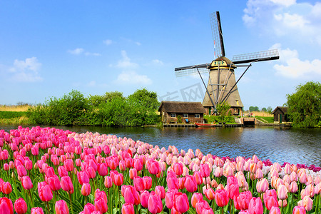 荷兰传统的风车，沿着一条有粉色郁金香花的运河开，前景广阔