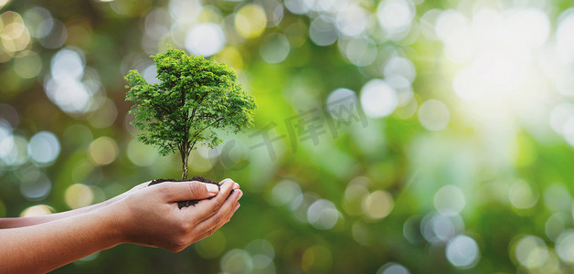 家庭运动摄影照片_在义工家庭手上植树，促进生态友好型企业社会责任运动理念