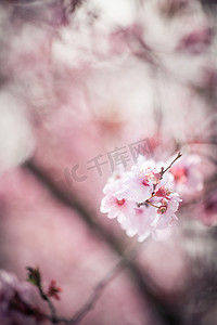 关闭美丽的春天桃花的宏观图片