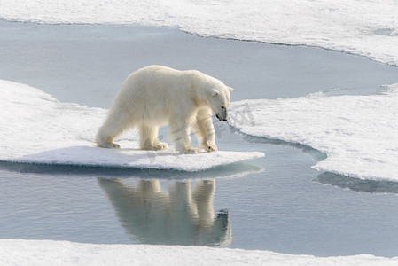 北极熊 （熊绕杆菌） Spitsberg 北部浮冰上
