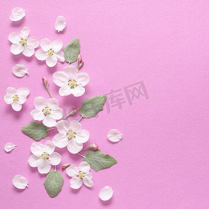 春天白色的花朵和浅绿叶在纹理粉红色的爸爸