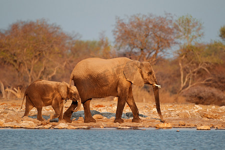埃托沙摄影照片_非洲大象覆盖着沙尘