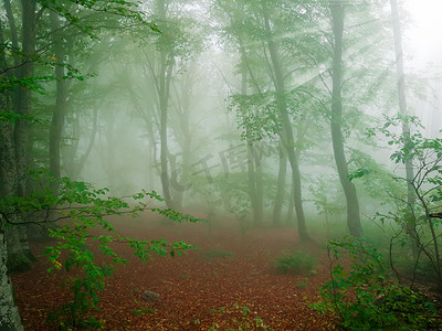 大雾中的秋天山毛榉林