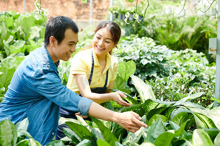 customer摄影照片_Smiling plant nursery worker helping customer to choose dumb canes plant for his apartment