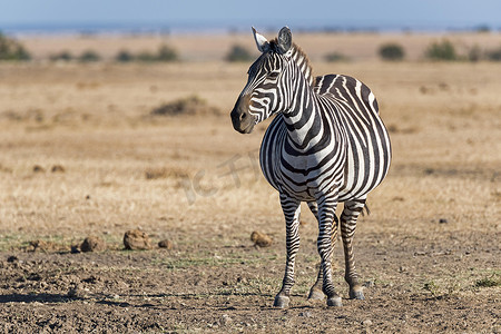 east摄影照片_Plains zebra (Equus quagga), pregnant mare, Ol Pejeta Reserve, Kenya, East Africa, Africa