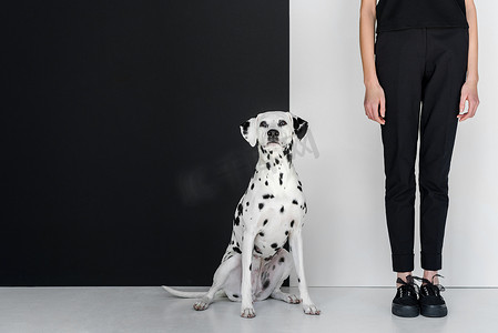 穿着黑色衣服的时尚女人在达尔马提亚狗的黑色和白色墙边的裁剪图像