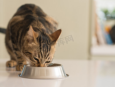 在一个金属碗上吃的漂亮猫咪猫。可爱家养动物.