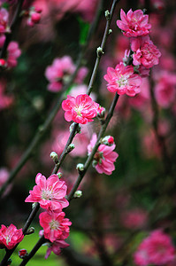 天气炎热摄影照片_盛开在春天用粉色的花树