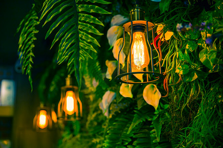 植物背景森林摄影照片_丛林在森林绿色的植物背景室内咖啡馆装饰灯.
