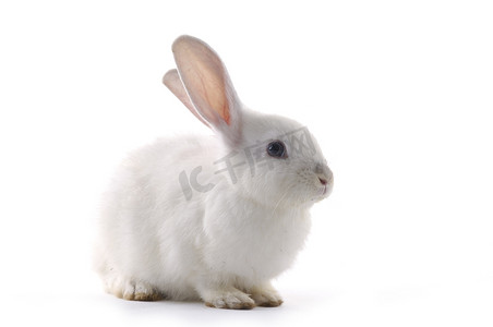 金色剪纸兔子兔年摄影照片_兔子