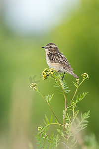 美丽自然场面与鸟 whinchat (黄连 rubetra). 